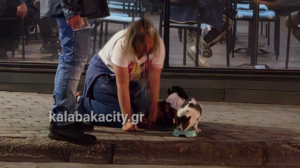 Καλαμπάκα: Η φιλοζωική πράξη τουρίστριας που δεν πέρασε απαρατήρητη