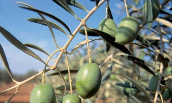 Έμπειρο συνεργείο αναλαμβάνει την συγκομιδή ελαιόκαρπου